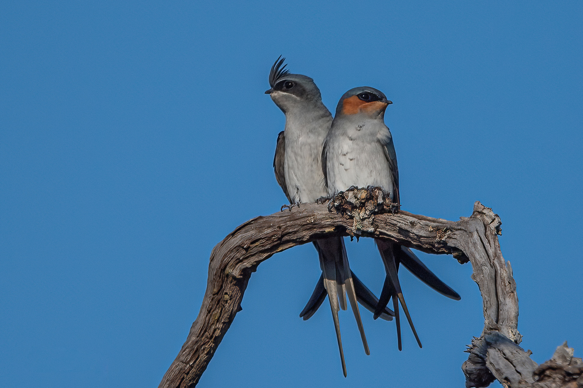 Crested Treeswift